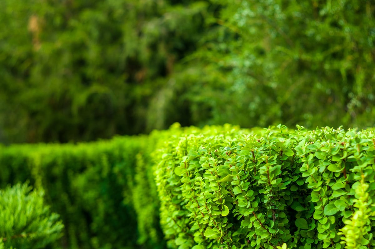 early summer landscape, old Park, trees, bushes, green grass, bright green leaves, solar spot light