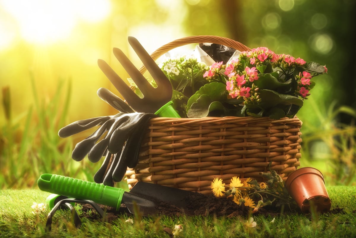 Wicker basket with blooming flowers, gloves, and hand tools on fresh grass