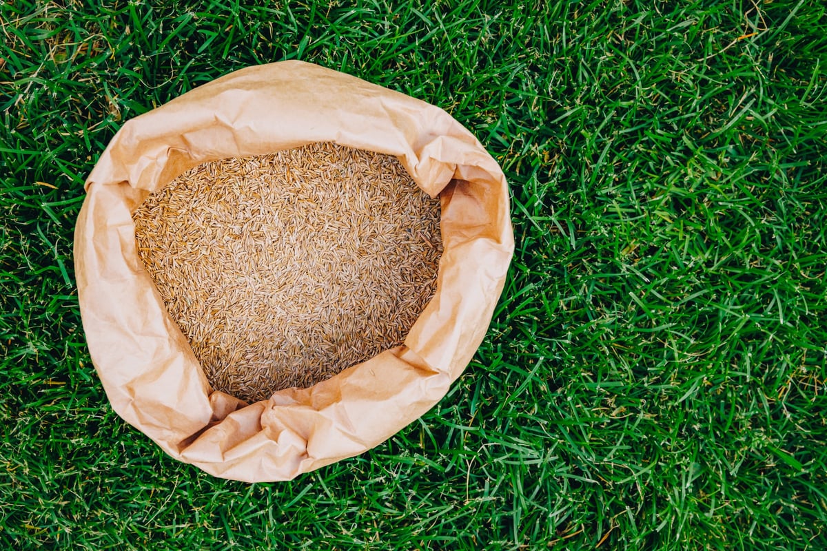 Open paper bag with lawn grass seeds on green garden turf background